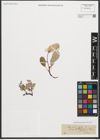 Foto von Salix reticulata L.